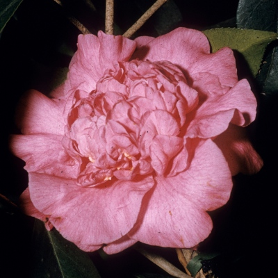 Fletcher Pearson Crown